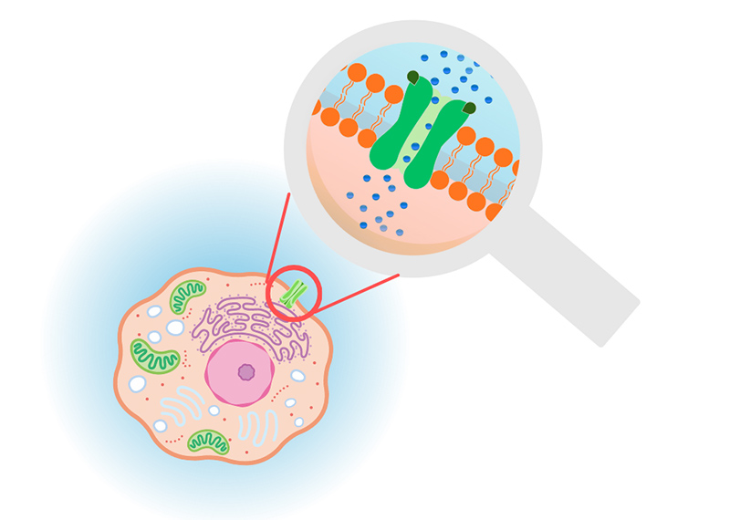 Drug Discovery Solutions for Ion Channels